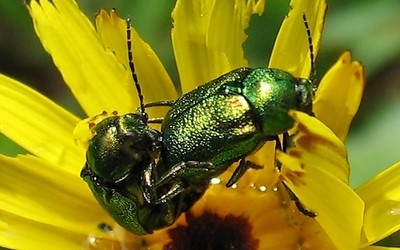 La chrysomèle de la menthe