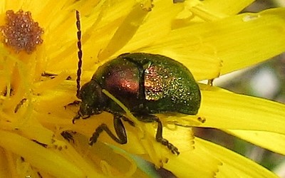 La chrysomèle de l'oseille