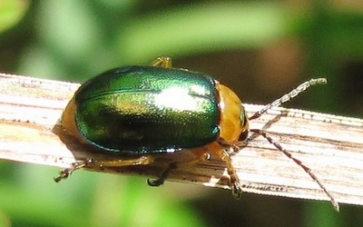 La chrysomèle du gaillet