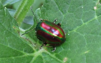 La chrysomèle fastueuse