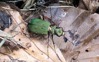 La cicindelle champêtre