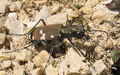 La cicindelle des bois