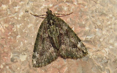 Papillons - Cidarie à bandes vertes - Chloroclysta siterata