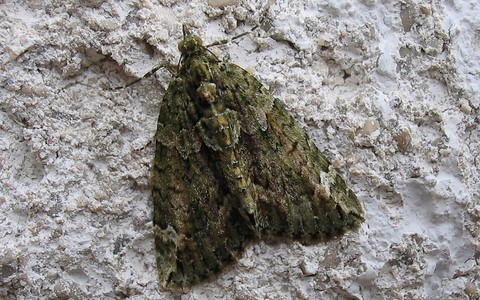 Papillons - Cidarie a bandes vertes - Chloroclysta siterata