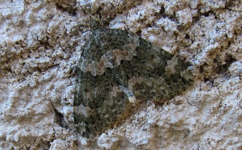 Papillons - Cidarie à bandes vertes - Chloroclysta siterata