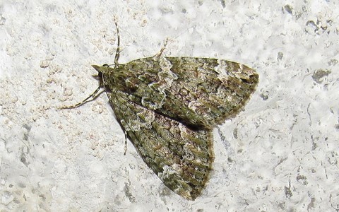 Papillons - Cidarie à bandes vertes - Chloroclysta siterata