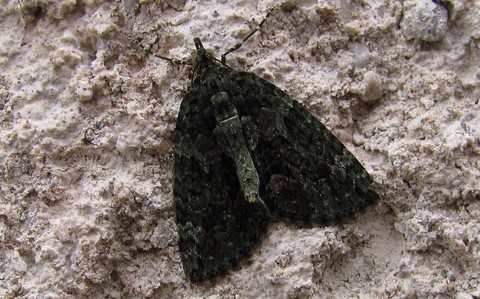 Papillons - Cidarie à bandes vertes - Chloroclysta siterata