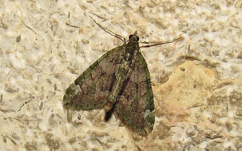 Papillons - Cidarie à bandes vertes - Chloroclysta siterata