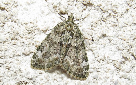 Papillons - Cidarie à bandes vertes - Chloroclysta siterata