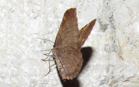 Papillons - Cidarie baie - Anticlea (Earophila) badiata