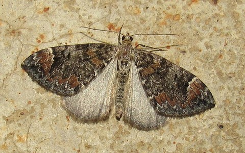 Papillons - La cidarie de la myrtille - Dysstroma citrata