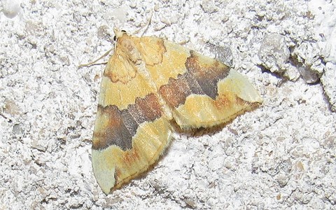 Papillons - La cidarie fauve - Cidaria fulvata