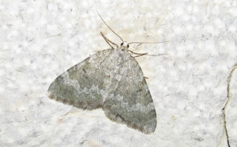 Papillons - La cidarie glauque - Colostygia aqueata