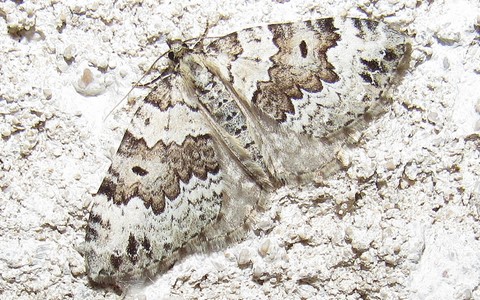 Papillons -La cidarie joyeuse - Colostygia laetaria