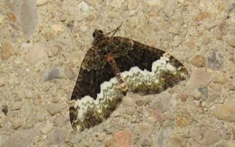 Papillons -La cidarie pivert - Euphyia biangulata