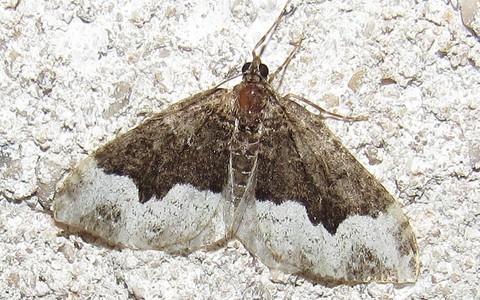 Papillons -La cidarie pivert - Euphyia biangulata