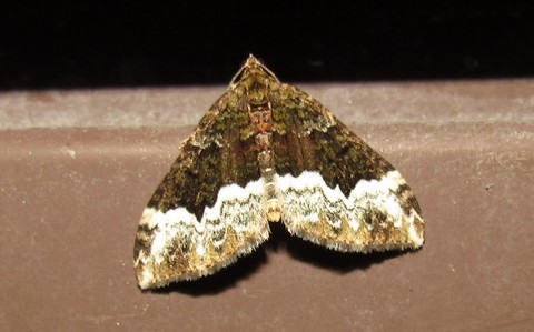 Papillons -La cidarie pivert - Euphyia biangulata
