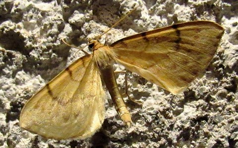 Papillons -La cidarie pyrale - Eulithis pyraliata