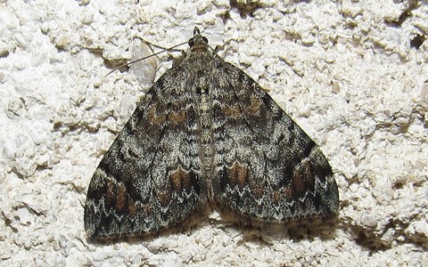 Papillons - La cidarie roussâtre - Dysstroma truncata