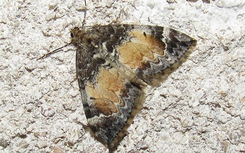 Papillons - La cidarie roussâtre - Dysstroma truncata