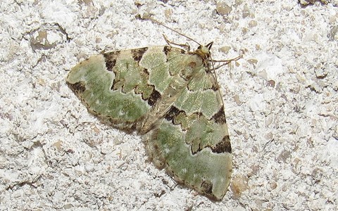 Papillons -La cidarie verdatre - Colostygia pectinataria