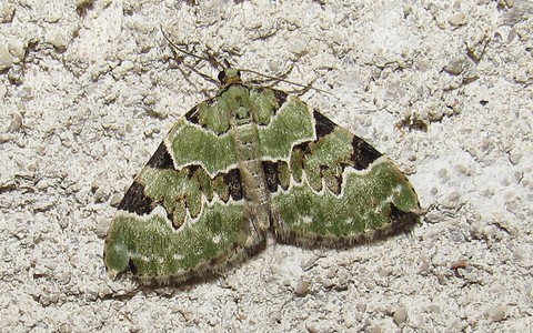 Papillons -La cidarie verdatre - Colostygia pectinataria