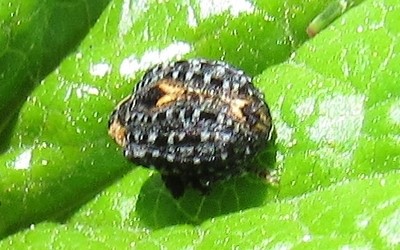 Charençon du lierre