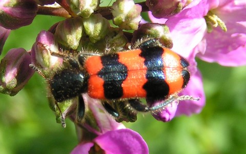 Clairon des abeilles - Trichodes apiarius