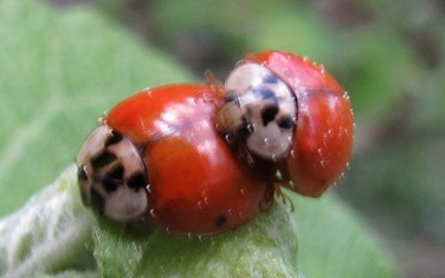La coccinelle à 10 points