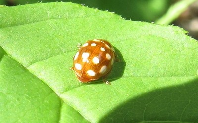 La coccinelle à 14 points