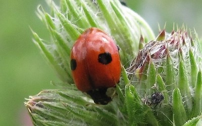 La coccinelle à 2 points