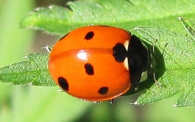 La coccinelle à 7 points