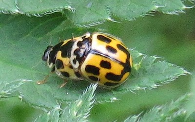 La coccinelle à damier