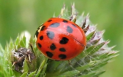 La coccinelle chinoise