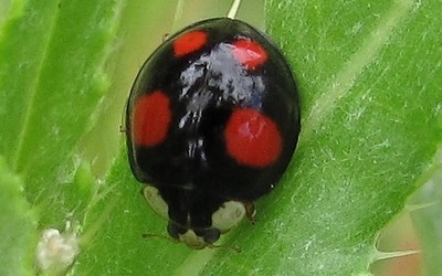 La coccinelle chinoise