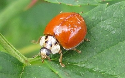 La coccinelle chinoise