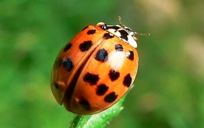 La coccinelle chinoise