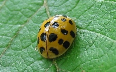 La coccinelle chinoise