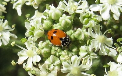 Coccinelle des friches