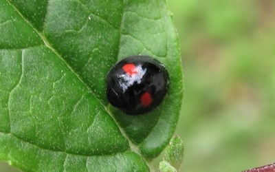 Coccinelle des saules