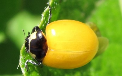 jeune coccinelle