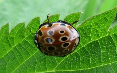 Coccinelle ocellée
