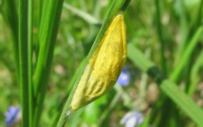Chrysalide de la zygène