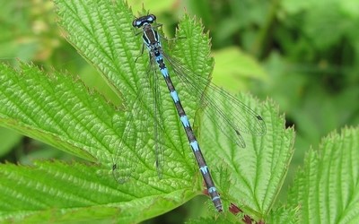 Coenagrion sp