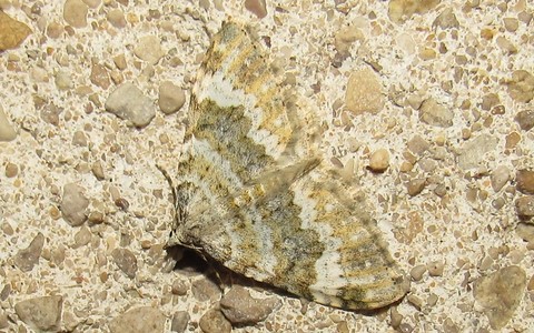 Papillons - Coenotephria sp.