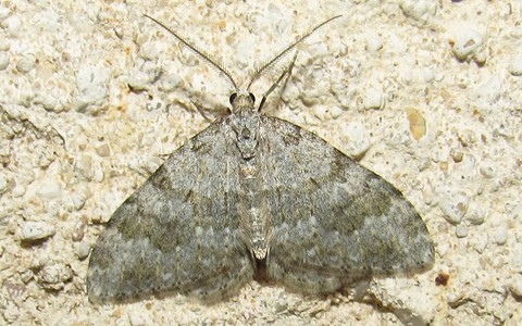 Papillons - Coenotephria sp. - Mâle