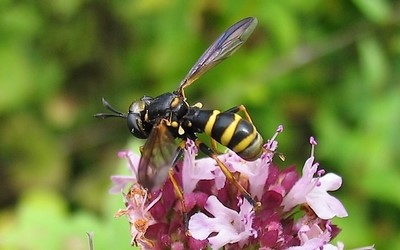 Le conops flavipède