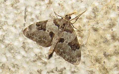 Papillons - La corythée étranglée - Thera vetustata