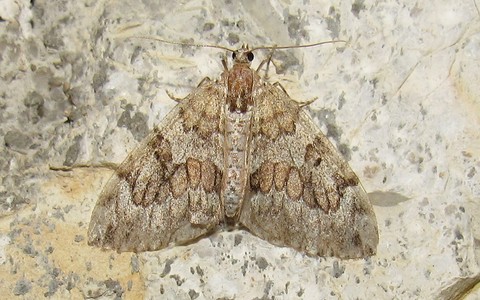 28 juin 2025 Papillons - La corythée variée - Thera variata