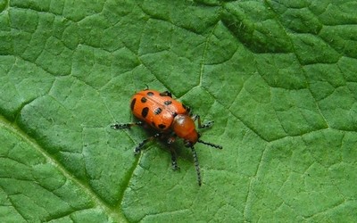 Le criocère à 12 points